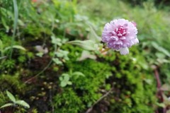 Persicaria runcinata